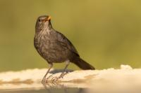 Turdus merula