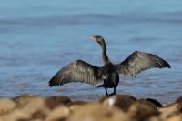 Phalacrocorax brasilianus