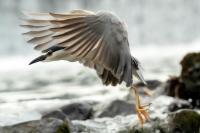 Nycticorax nycticorax