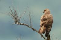 Buteo buteo vulpinus 