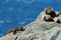 New Zealand sea lion