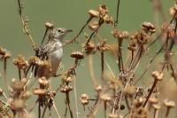 Cyprus FAUNA