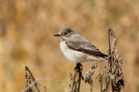 Muscicapa striata