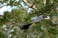 Haliaeetus leucogaster