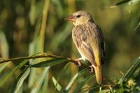 Ploceus capensis