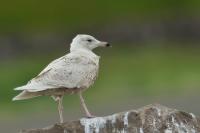 Larus hyperboreus