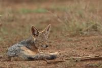 Black-backed jackal