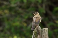 Turdus falcklandii