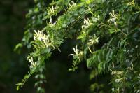 Iguazu  - flora