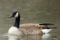 Branta canadensis