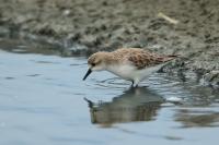 Calidris ruficollis