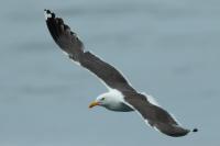 Larus fuscus