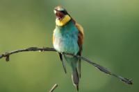 Merops apiaster