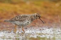 Calidris maritima