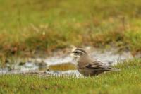 Mimus saturninus