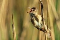 Acrocephalus arundinaceus