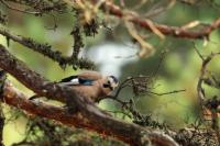 Garrulus glandarius atricapillus