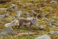 Arctic fox