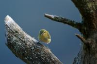 Leiothlypis peregrina