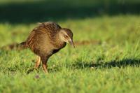 Gallirallus australis