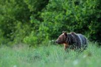 Brown bear