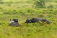 African buffalo