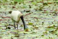 Platalea regia