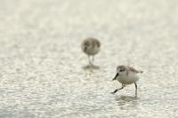 Calidris pygmaea