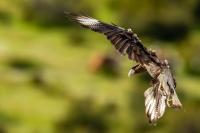 Caracara plancus