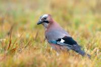 Garrulus glandarius