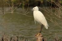 Egretta garzetta