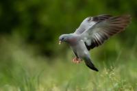 Columba oenas