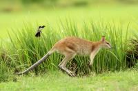 Agile wallaby