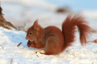 Red squirrel