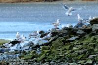 Larus novaehollandie