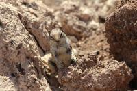 Barbary ground squirrel