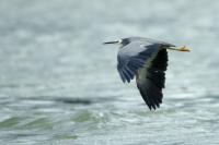 Egretta novaehollandiae