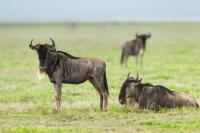 Blue wildebeest