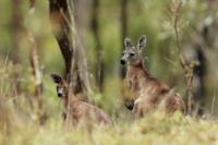 Eastern grey kangaroo