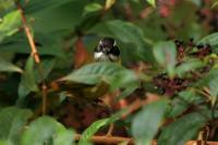 Chlorospingus pileatus