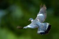 Columba palumbus