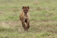 Spotted hyena