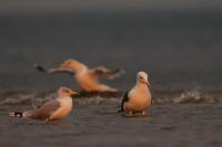 Larus marinus