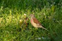 Carduelis cannabina