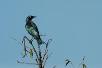 Lamprotornis nitens