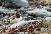 Haematopus ostralegus