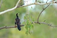 Anhinga novaehollandiae