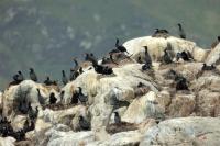 Phalacrocorax aristotelis