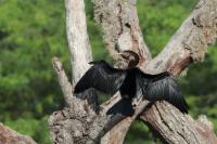 Anhinga melanogaster