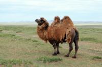 Bactrian camel